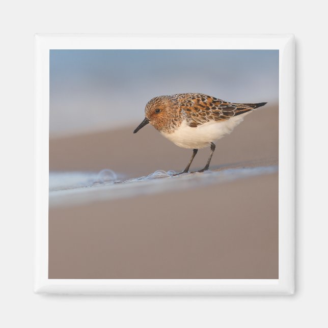 Aimant Sanderling 2x2 (Devant)