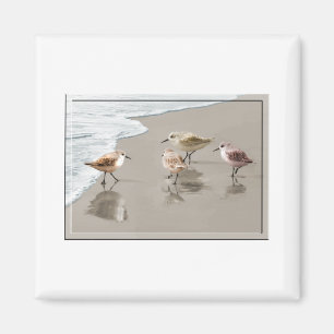 Aimant Sandpipers au bord du rivage