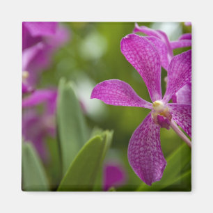 Aimant Sanskrit de Singapour pour Lion City). National