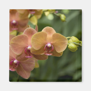 Aimant Sanskrit de Singapour pour Lion City). National 2