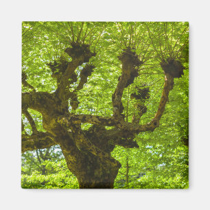 Aimant Sao Miguel Island