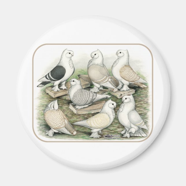 Aimant Satinettes de pigeons de frill classique (Devant)