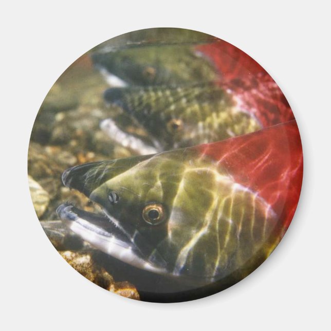 Aimant Saumon Sockeye (Devant)