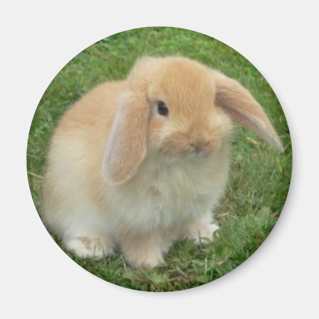 Aimant sauter (Devant)