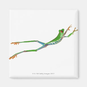 Aimant Sauter observé par rouge de grenouille d'arbre