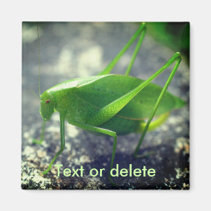 Aimant Sauterelle Katydid Personnalisé Nature