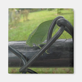 Aimant Sauterelle verte sur une clôture noire