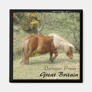 Aimant Sauvage Dartmoor Ponies, Angleterre (Magnet)