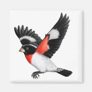 Aimant sauvage d'oiseau de gros-bec rose de