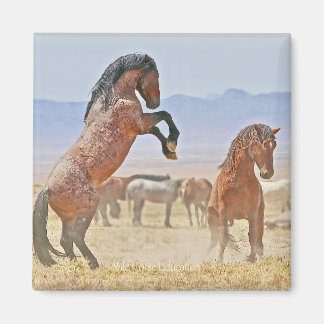 Aimant sauvage et libre