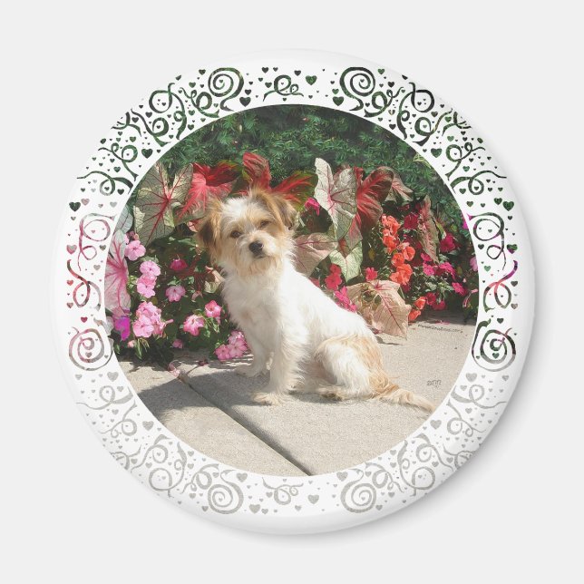 Aimant Sauvetage de chien de race Terrier mixte (Devant)