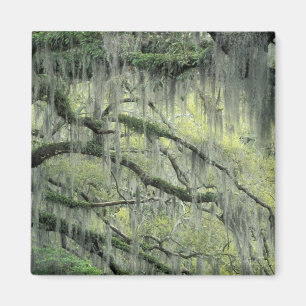 Aimant Savannah, Géorgie, arbre de chêne vivant drapé de