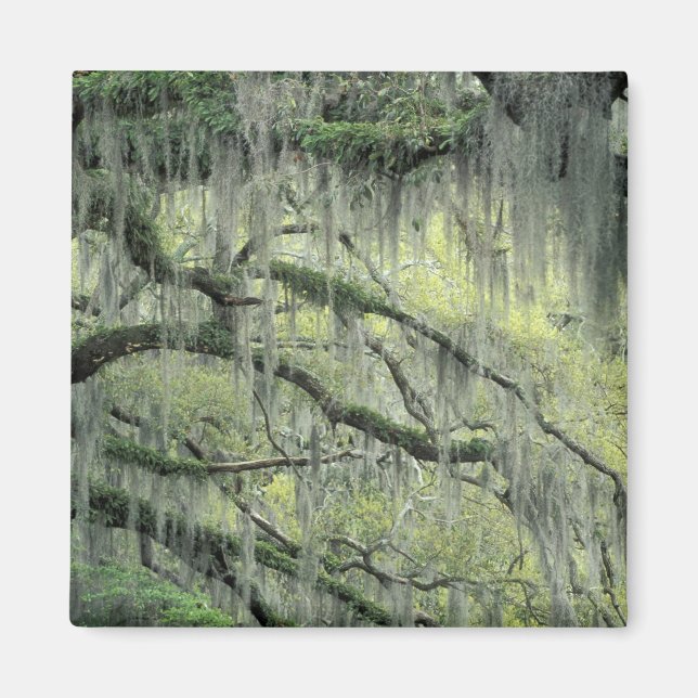 Aimant Savannah, Géorgie, Chêne en direct drapé avec (Devant)