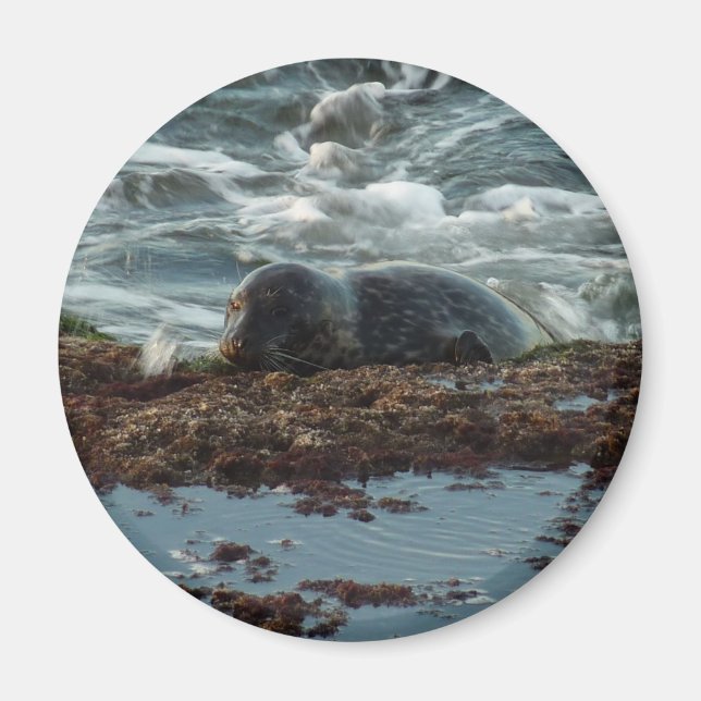 Aimant Sceau de port Lit Sunset I à San Diego (Devant)