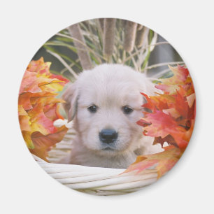 Aimant Scène d'automne de chiot de golden retriever