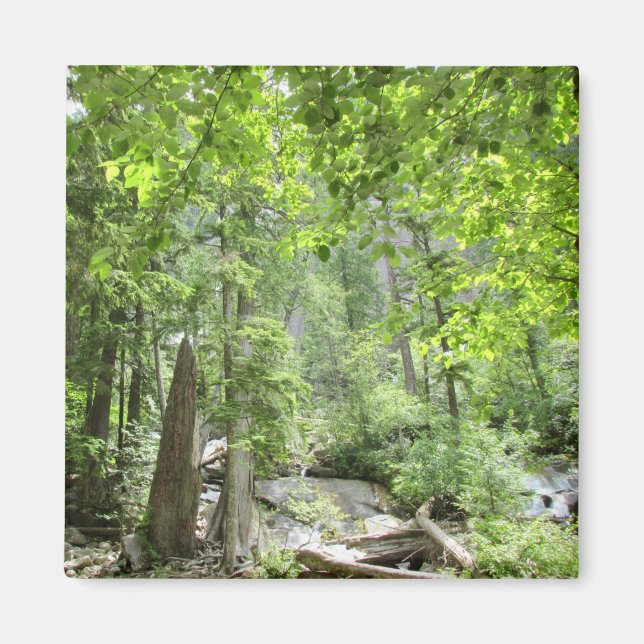 Aimant Scène de Forêt Verte Magique. (Devant)