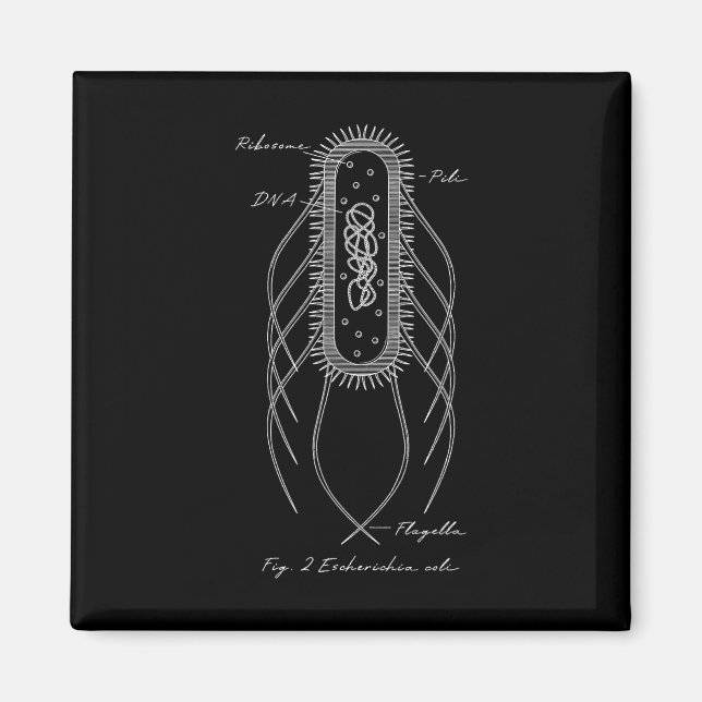 Aimant Schéma Rétro E. Coli Microbiologie Scien (Devant)