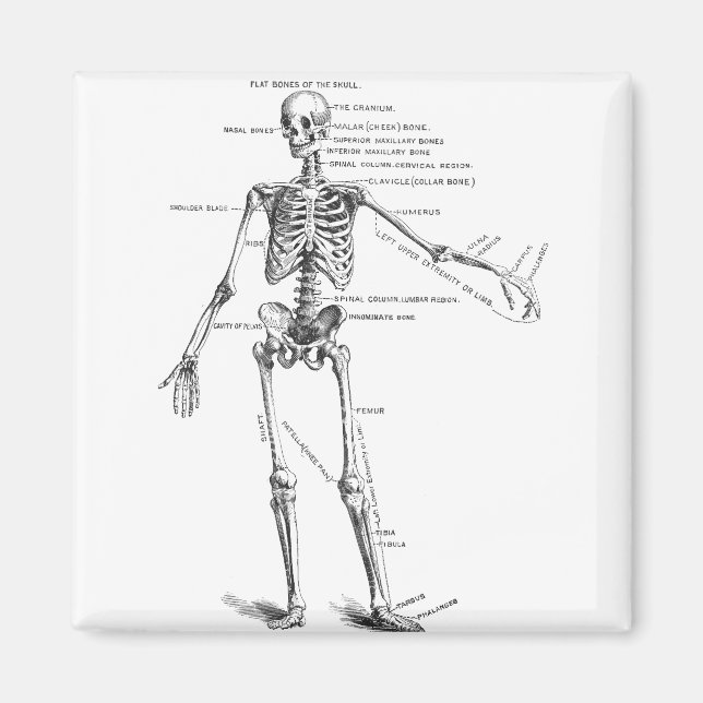 Aimant Schéma vintage de médecin squelette anatomie médic (Devant)