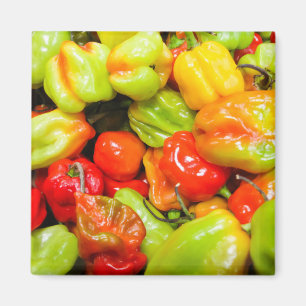 Aimant Scotch Bonnet
