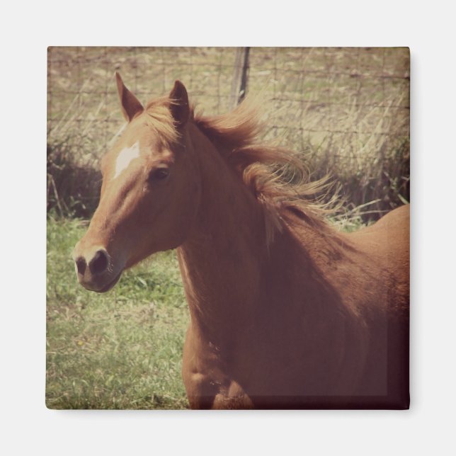 Aimant Scotch in Motion (Devant)