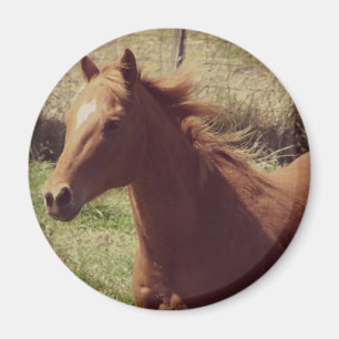 Aimant Scotch in Motion