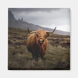 Aimant Scotland Highland Cow Frinet