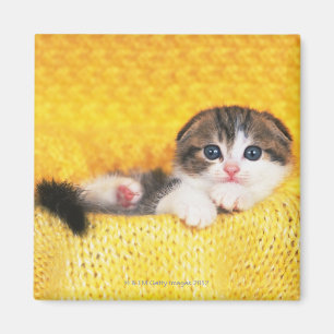 Aimant Scottish Fold ; est une race de chat avec un natur