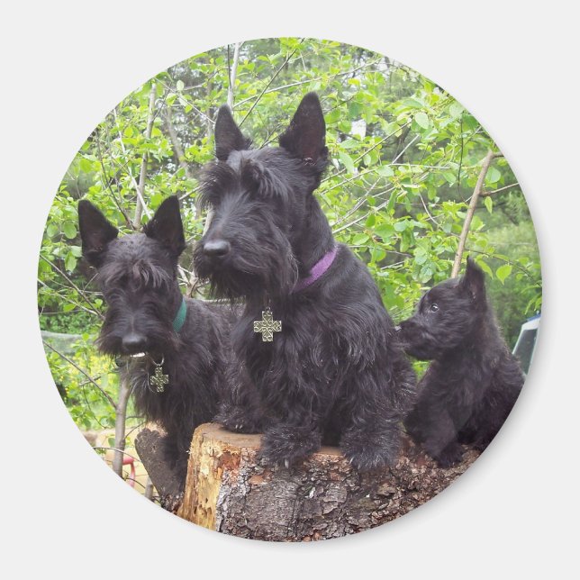 Aimant Scottish Terriers (Devant)