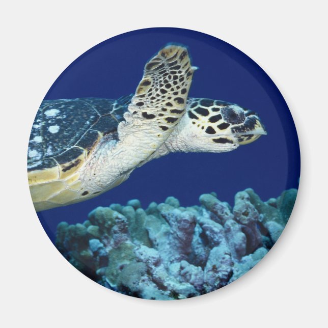 Aimant Sea Life - Tortue de mer (Devant)
