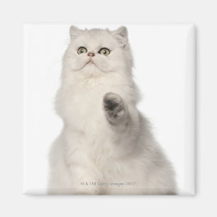 Aimant Séance de chat persan