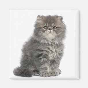 Aimant Séance persane de chaton (2 mois)