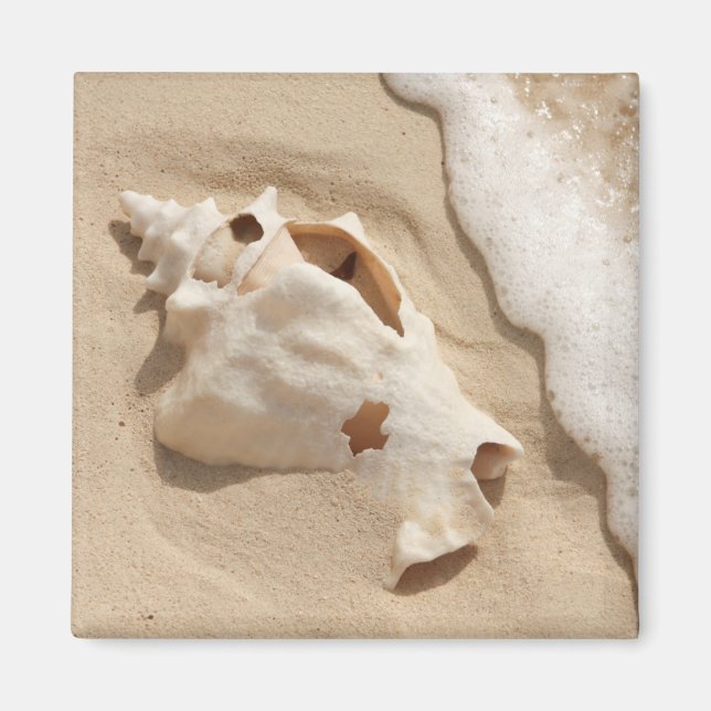 Aimant Seashell | Grand Turk Caribbean Island (Devant)