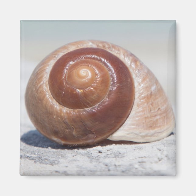 Aimant Seashell Saint-Pétersbourg (Devant)