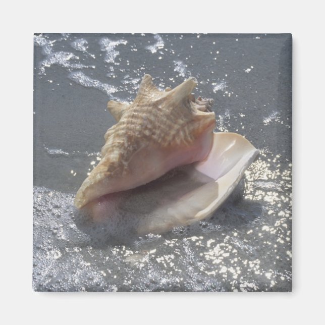 Aimant Seashell | Sanibel Island, Floride (Devant)