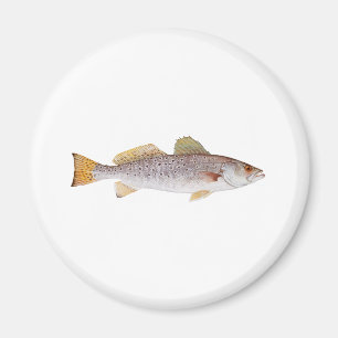 Aimant Seatrout repéré