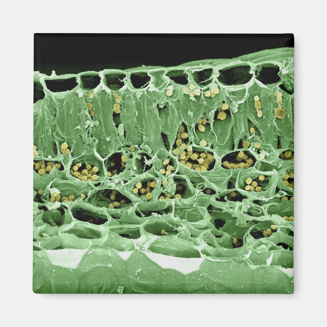 Aimant Section transversale de la feuille (Devant)