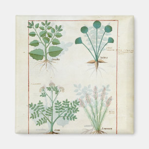 Aimant Sel Bush et absinthe et cardamome d'Anthora