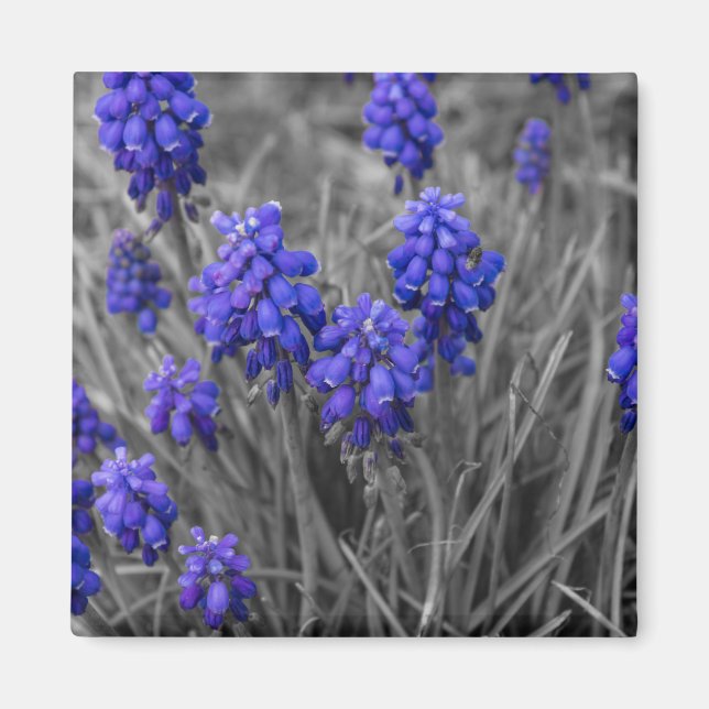 Aimant Sélection de la famille des Hyacinthes de raisins (Devant)