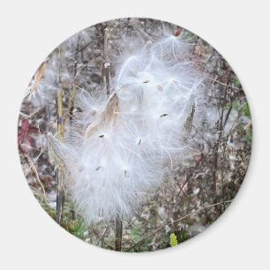 Aimant Semences d'algues laitières et bureau de la soie