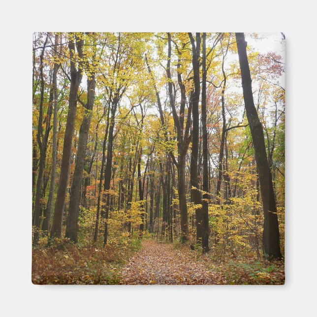Aimant Sentier d'automne et feuilles dorées à Laurel Hill (Devant)
