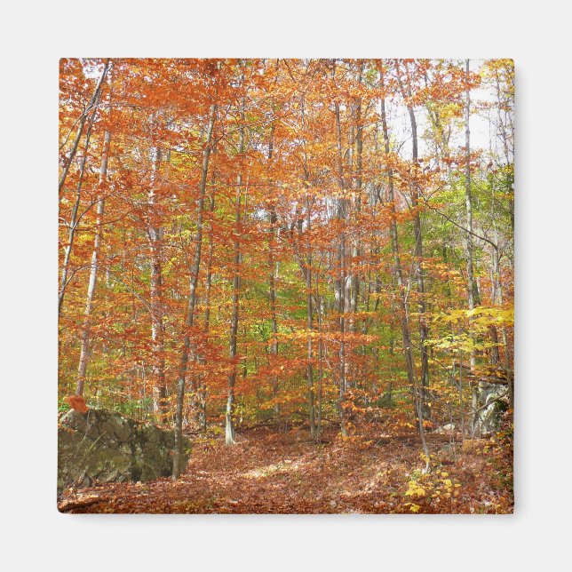 Aimant Sentier de l'automne de la lumière du soleil au pa (Devant)