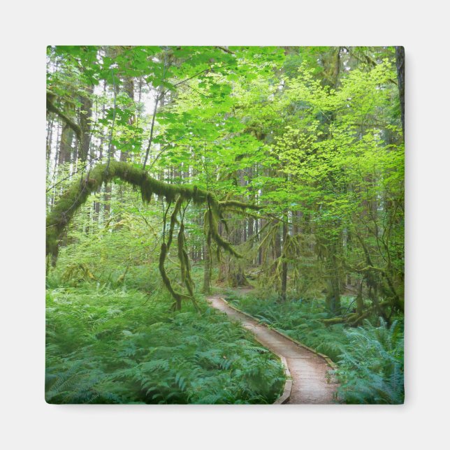 Aimant Sentier des Forêts anciennes du parc national Olym (Devant)