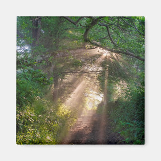 Aimant sentier forestier