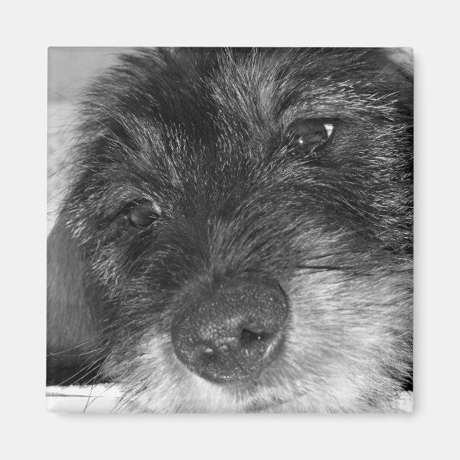 Aimant Sentimental (Devant)