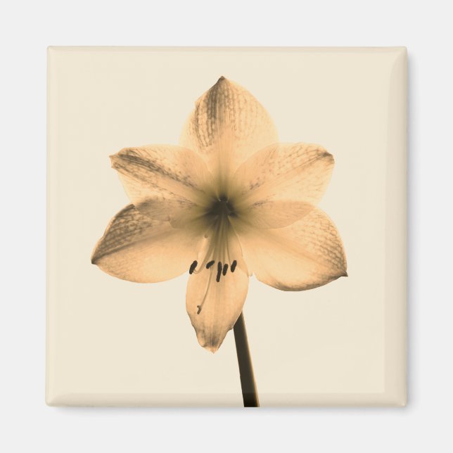 Aimant sépia amaryllis (Devant)