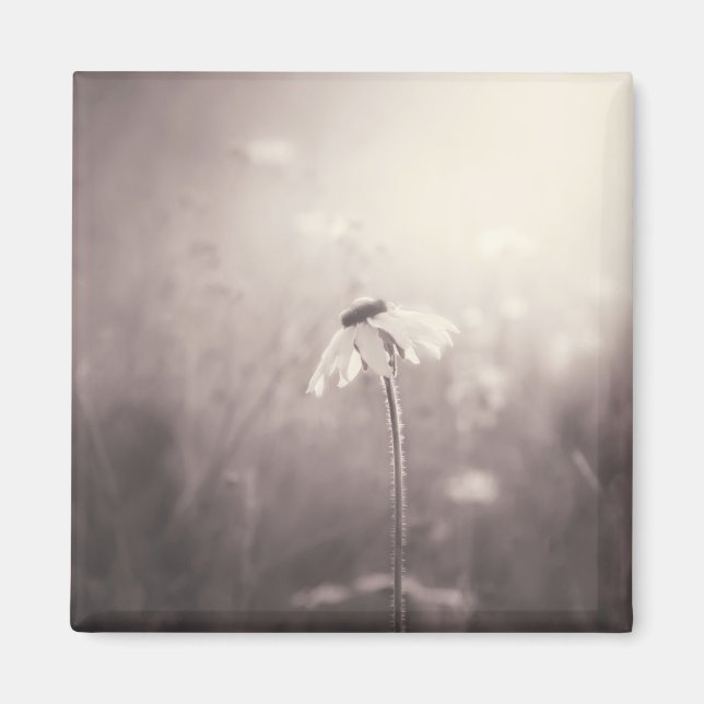 Aimant Sepia Champ de Fleurs sauvages au coucher du solei (Devant)