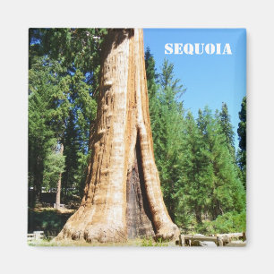 Aimant Sequoia géant !