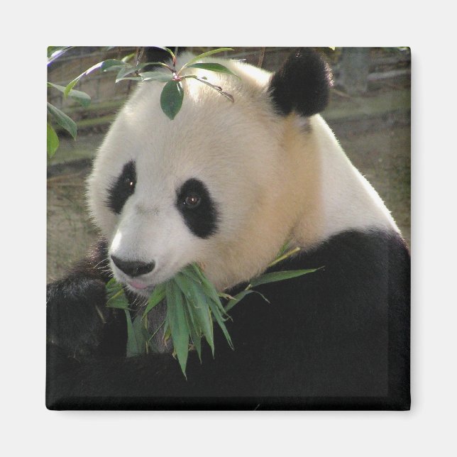 Aimant Sérénité Panda (Devant)