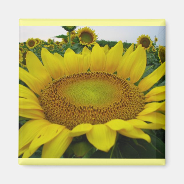 Aimant Série de tournesols (Devant)