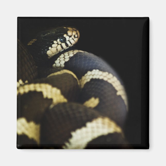 Aimant serpent de Californie (Devant)
